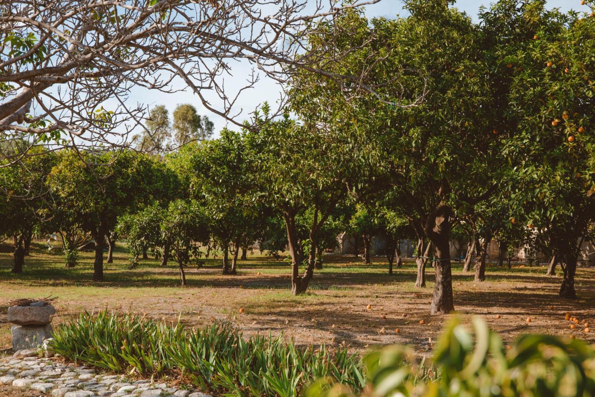 Agriturismo Villa Vittoria Guardavalle Екстер'єр фото